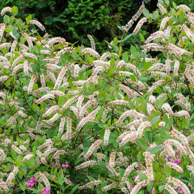 Itea virginica (Hábito)