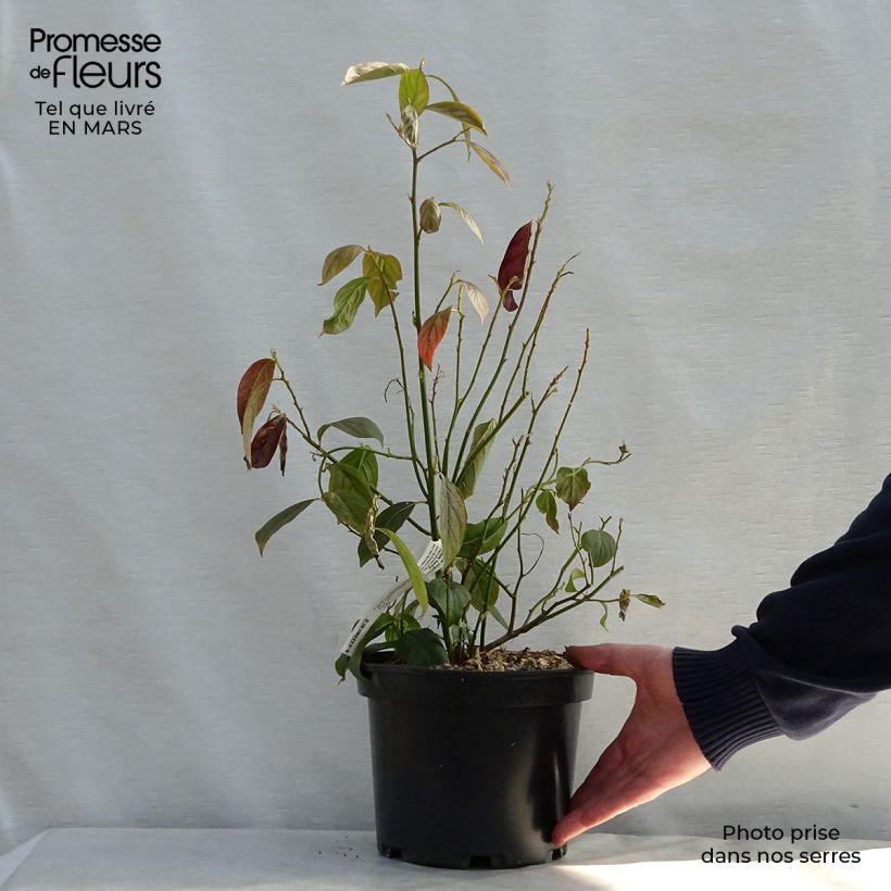 Amostra de Itea virginica Little Henry Vaso de 3 L/4 L tal como entregue na primavera