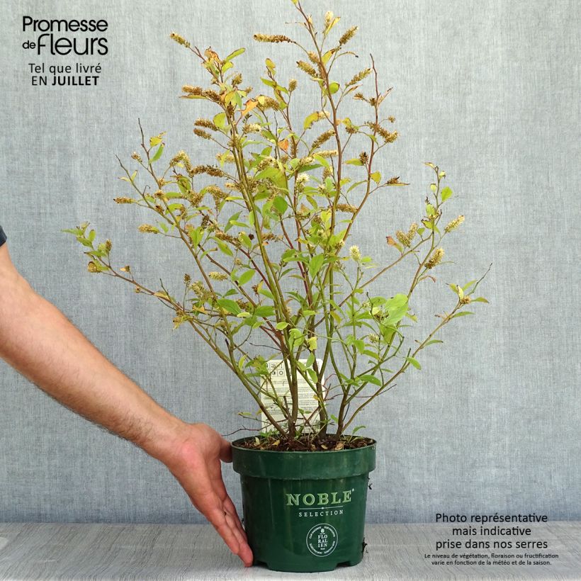 Amostra de Itea virginica Little Henry Vaso de 3 L/4 L tal como entregue no verão