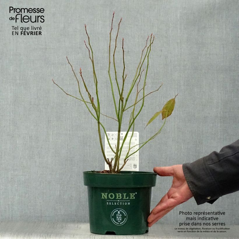 Amostra de Itea virginica Little Henry - Itéa de Virginie Vaso de 3 L/4 L tal como entregue no inverno