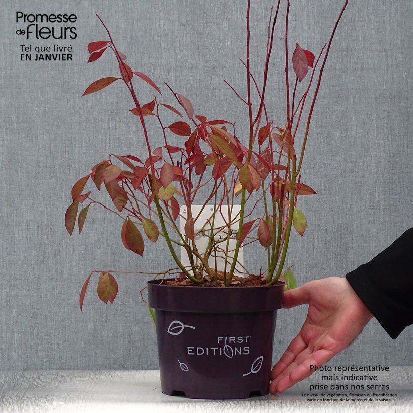 Amostra de Itea virginica Love Child - Itéa de Virginie Vaso de 2 L/3 L tal como entregue no inverno