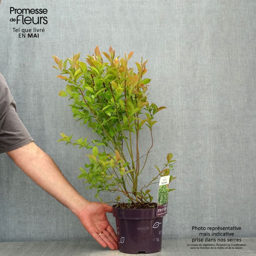 Amostra de Itea virginica Love Child Vaso de 2 L/3 L tal como entregue na primavera