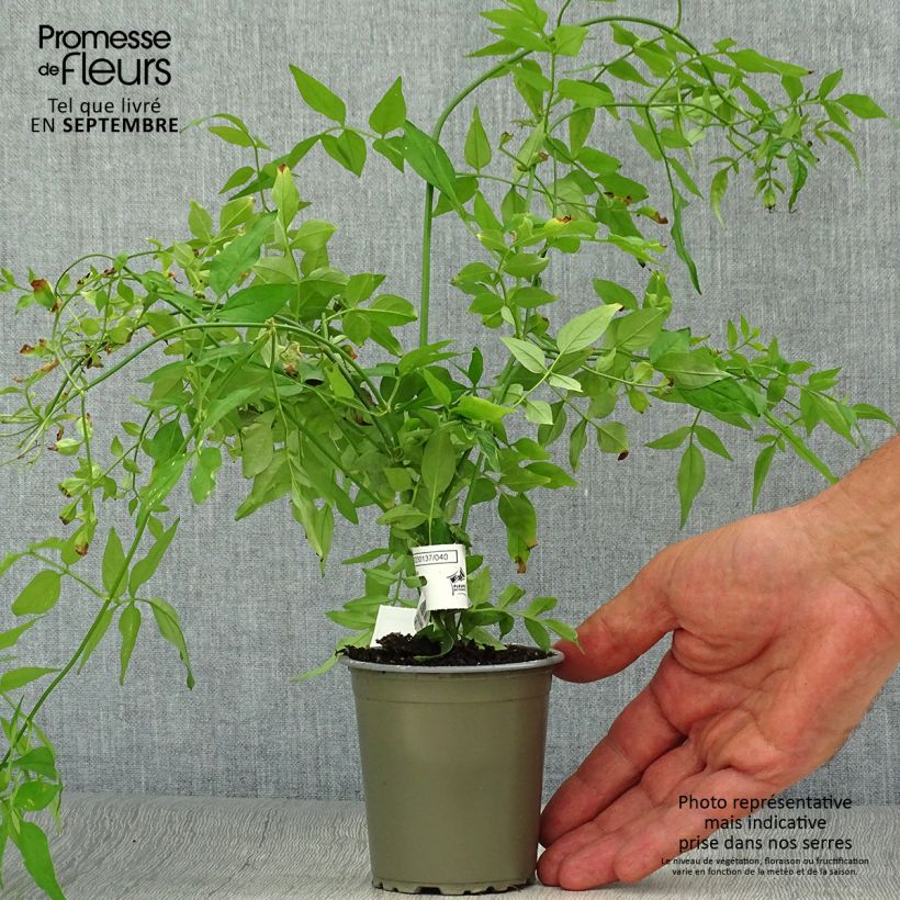 Amostra de Jasminum officinale Vaso de 8/9 cm tal como entregue no outono