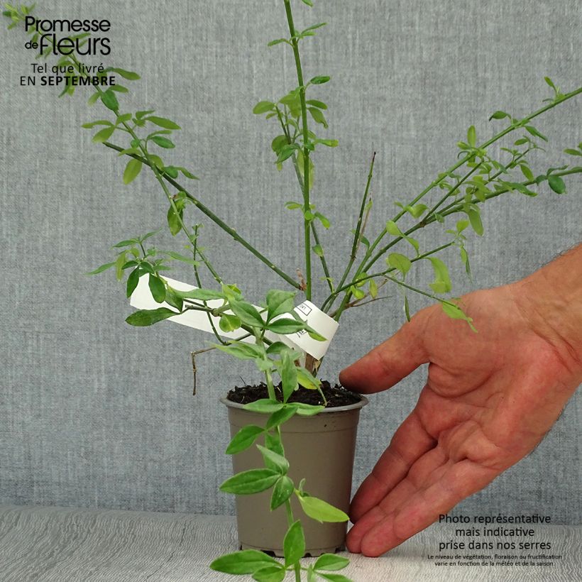 Amostra de Jasminum nudiflorum Vaso de 8/9 cm tal como entregue no outono