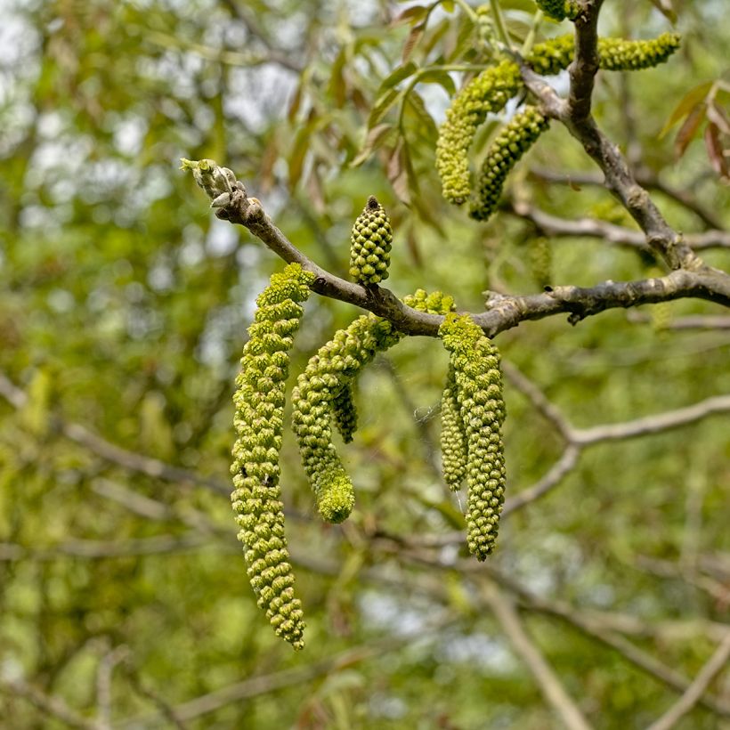 Juglans nigra (Floração)