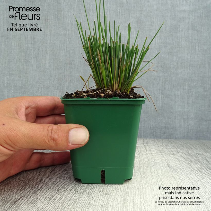 Amostra de Juncus inflexus Blue Dart Vaso de 8/9 cm tal como entregue no outono