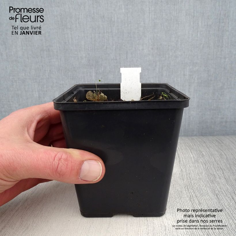 Amostra de Jaborosa integrifolia Vaso de 8/9 cm tal como entregue no inverno