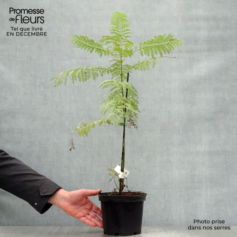 Amostra de Jacarandá mimosifolia Vaso de 4 L/5 L tal como entregue no inverno