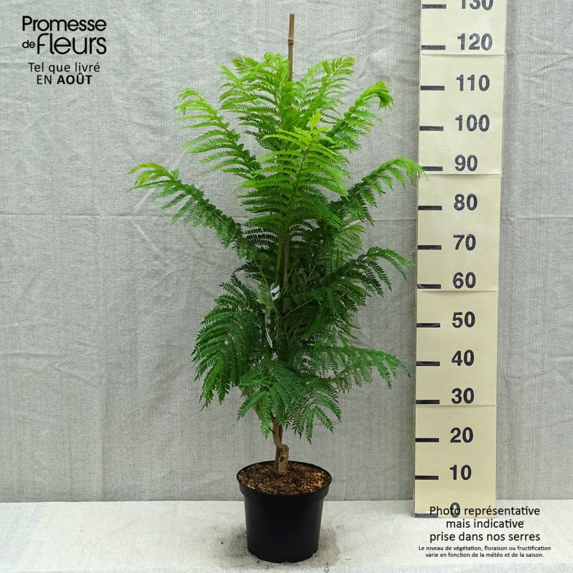 Amostra de Jacarandá mimosifolia Vaso de 4 L/5 L tal como entregue no verão