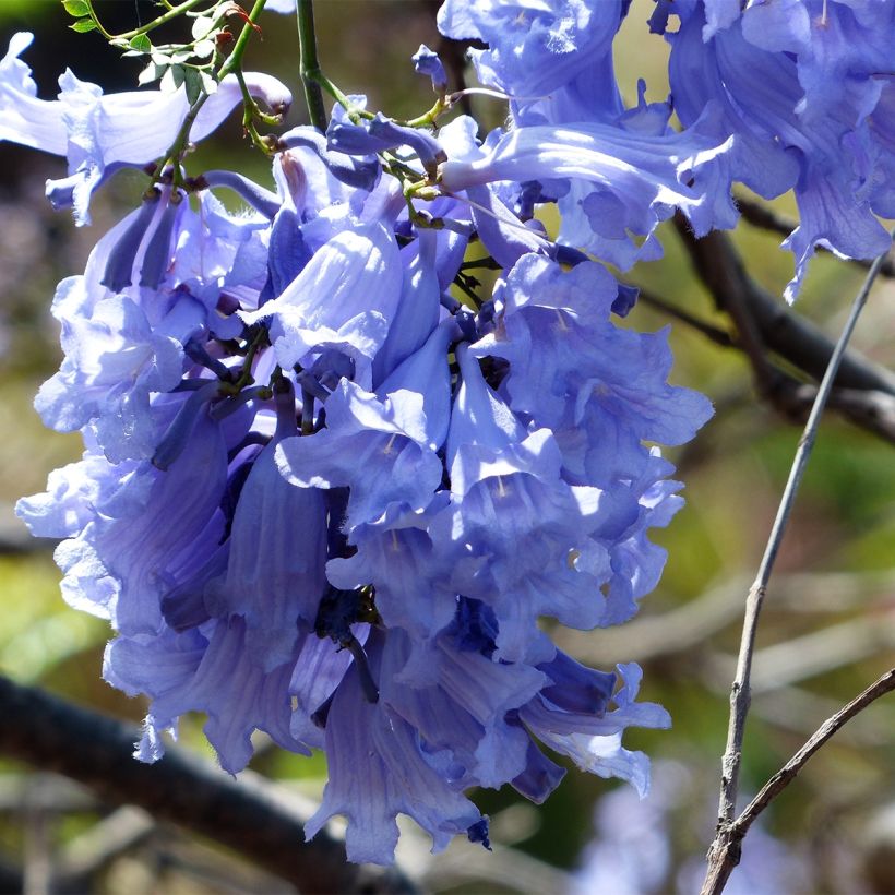 Jacarandá mimosifolia (Floração)