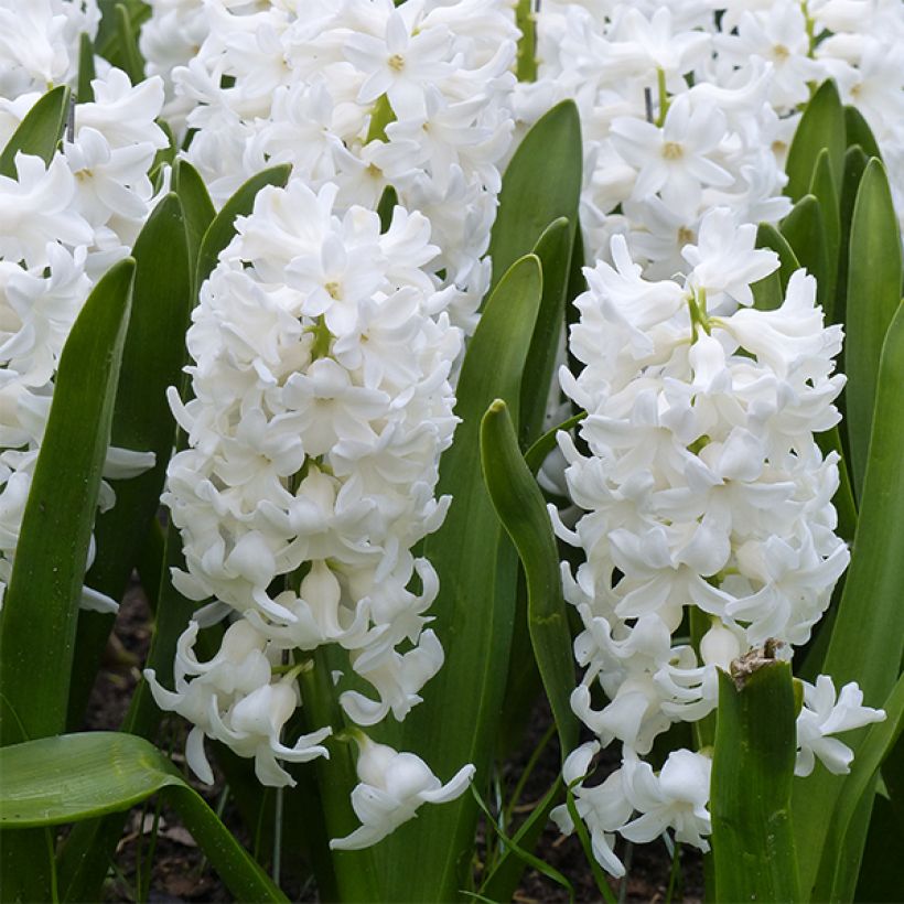 Jacinto Aiolos branco preparado para forçagem - Hyacinthus orientalis (Floração)