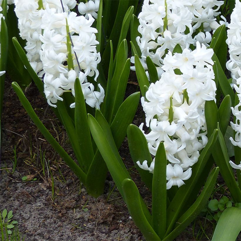 Jacinto Aiolos branco preparado para forçagem - Hyacinthus orientalis (Hábito)