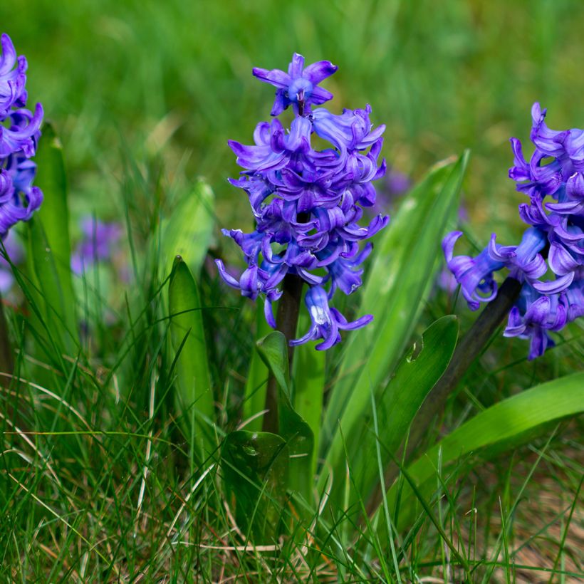 Jacinto Blue Pearl preparado para forçar (Hábito)