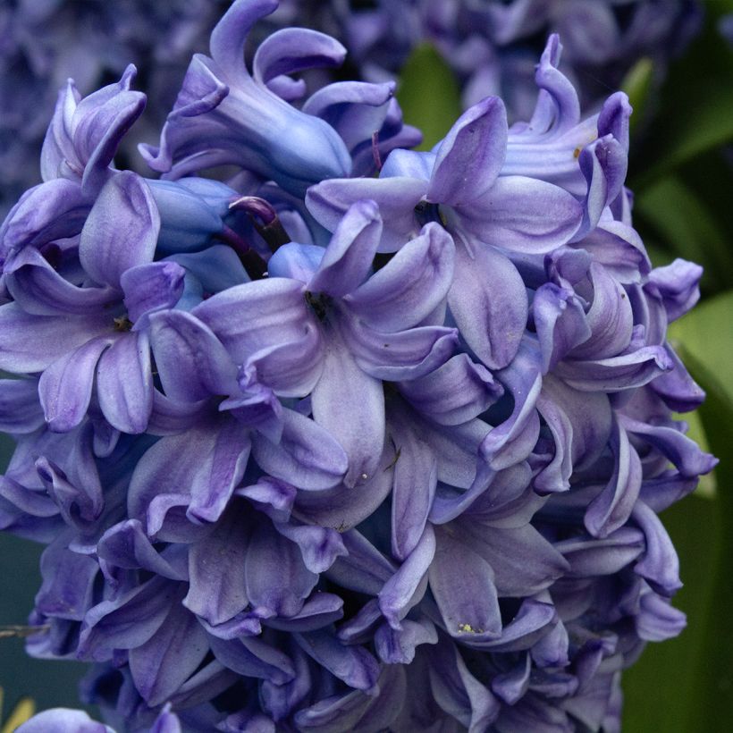 Jacinto Delft Blue (Floração)