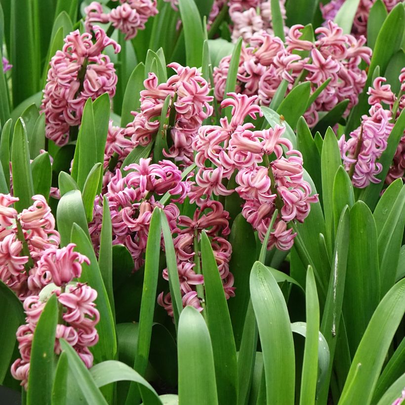 Jacinto Anna Liza (Floração)