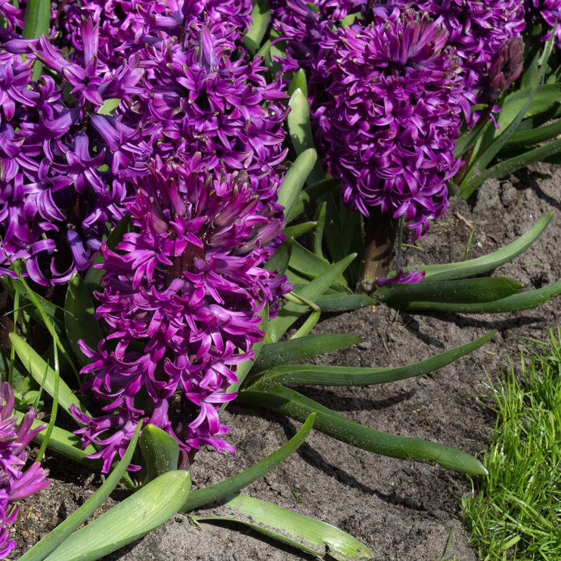 Jacinto Purple Sensation (Floração)