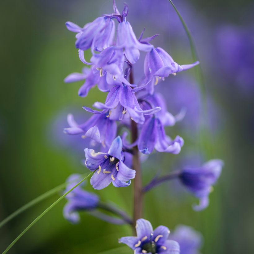 Jacinto-dos-bosques - Hyacinthoides hispanica (Floração)