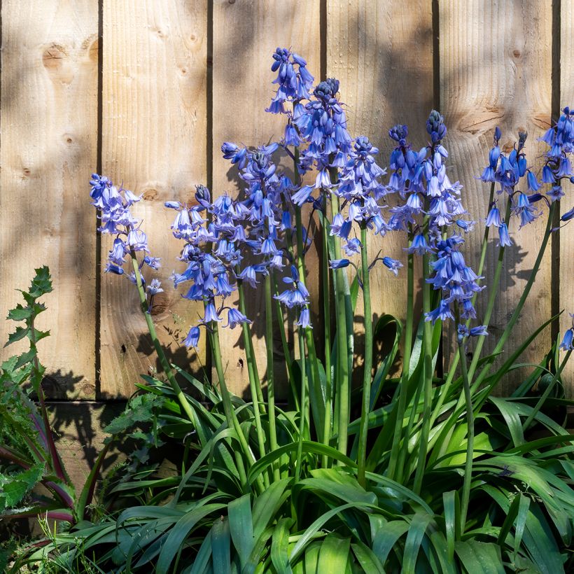 Jacinto-dos-bosques - Hyacinthoides hispanica (Hábito)
