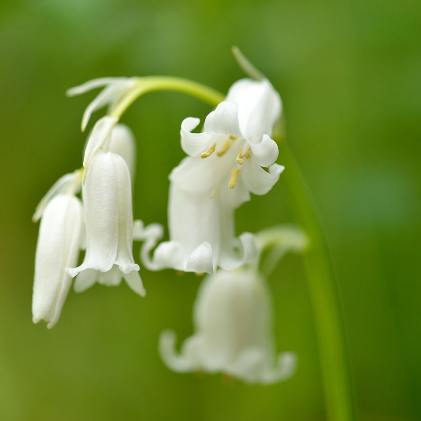 Jacinto-dos-bosques Branco - Hyacinthoides hispanica (Floração)