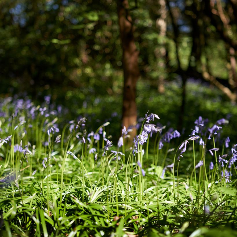 Jacinto-dos-campos - Hyacinthoides non-scripta (Hábito)