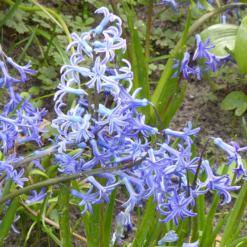 Jacinto Multiflora Azul (Floração)