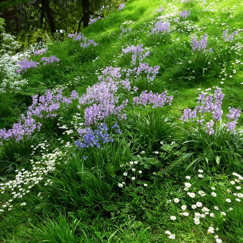 Hyacinthoides hispanica Mix em bolbo (Hábito)