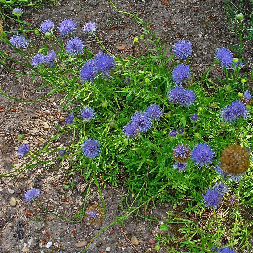 Jasione laevis Blaulicht (Hábito)