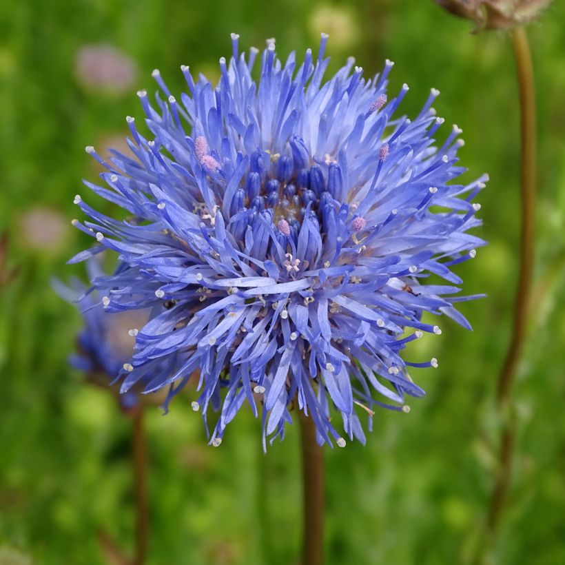 Jasione laevis Blaulicht (Floração)