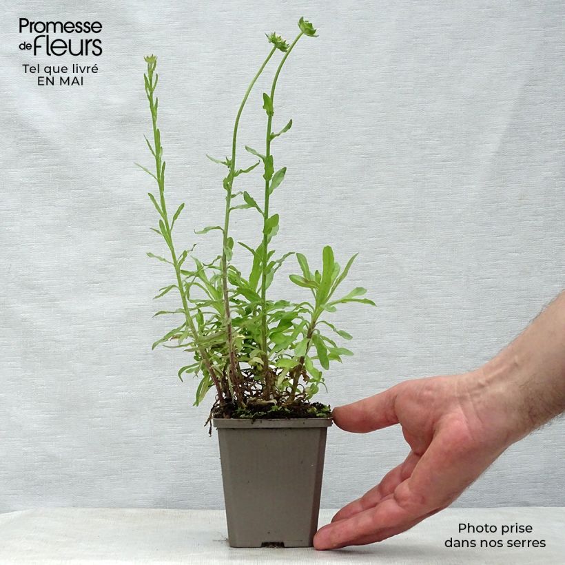 Amostra de Jasione laevis Blaulicht Vaso de 8/9 cm tal como entregue na primavera