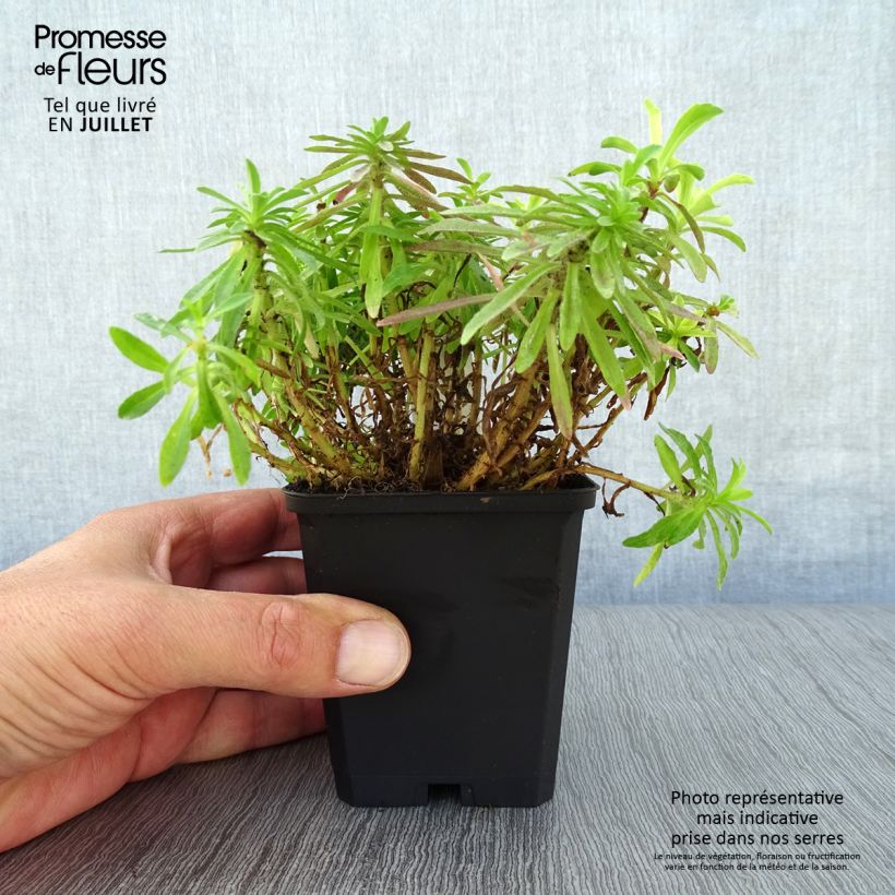 Amostra de Jasione laevis Blaulicht Vaso de 8/9 cm tal como entregue no verão