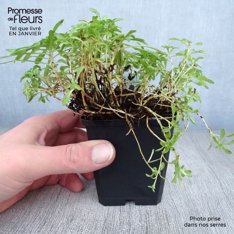 Amostra de Jasione laevis Blaulicht - Jasione lisse Vaso de 8/9 cm tal como entregue no inverno