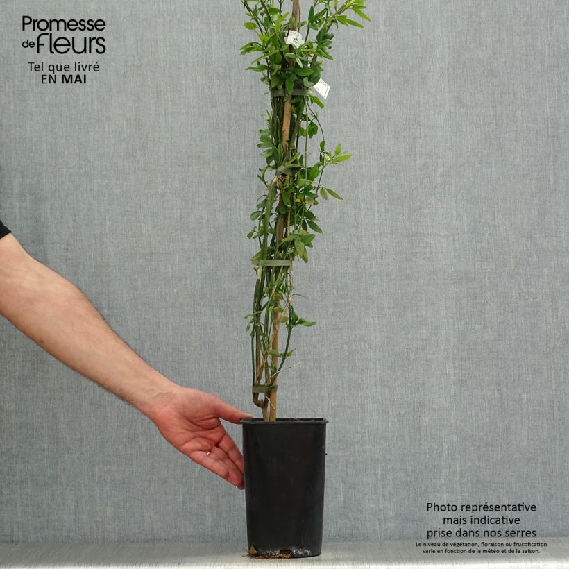 Amostra de Jasminum humile Revolutum Vaso de 3 L/4 L tal como entregue na primavera