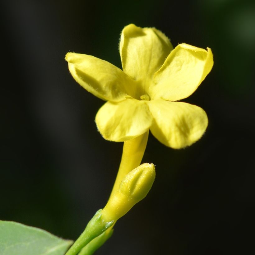 Jasminum humile Revolutum (Floração)