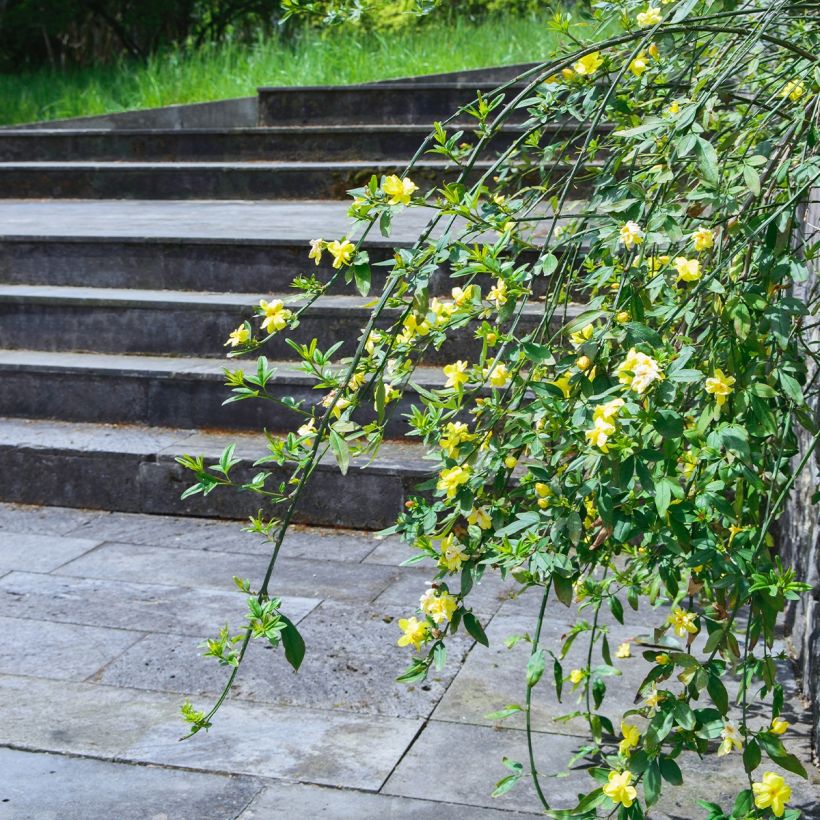 Jasminum humile Revolutum (Hábito)