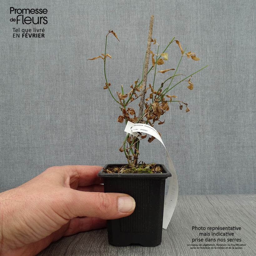 Amostra de Jasmin - Jasminum stephanense Vaso de 8/9 cm tal como entregue no inverno