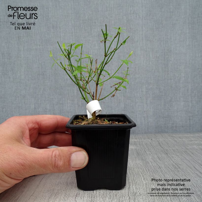 Amostra de Jasminum stephanense - Jasmim-rosa Vaso de 8/9 cm tal como entregue na primavera