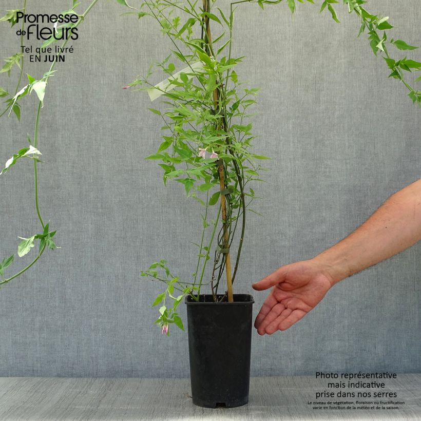 Amostra de Jasminum stephanense - Jasmim-rosa Vaso de 2 L/3 L tal como entregue no verão