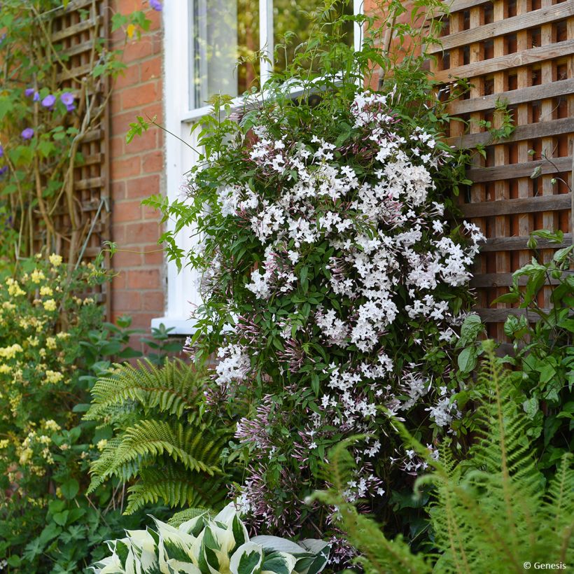 Jasminum Starry Night em sementes (Hábito)