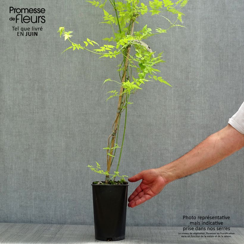 Amostra de Jasmim-branco - <i>Jasminum officinale</i> 'Aureum' tal como entregue na primavera