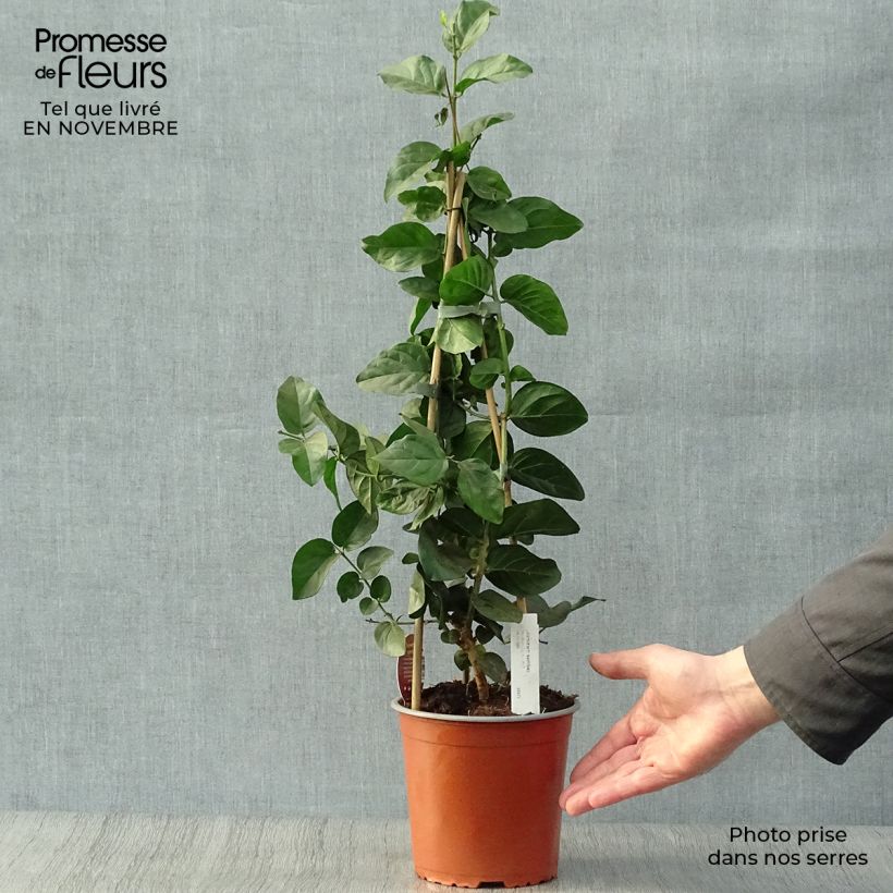 Amostra de Jasminum sambac Vaso de 2 L/3 L tal como entregue no outono