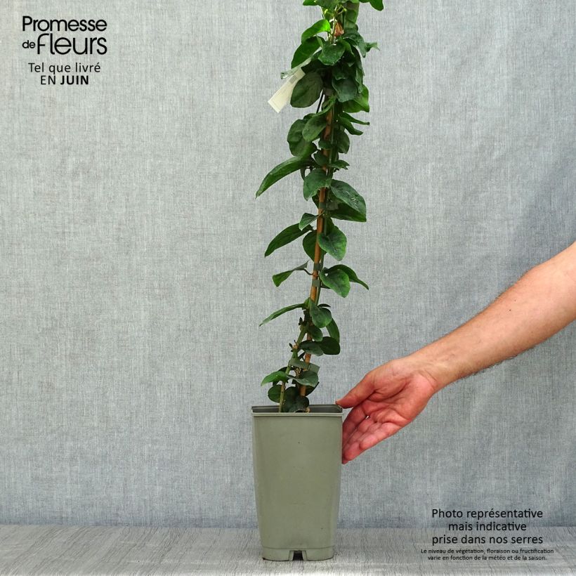 Amostra de Jasminum sambac Vaso de 2 L/3 L tal como entregue no verão