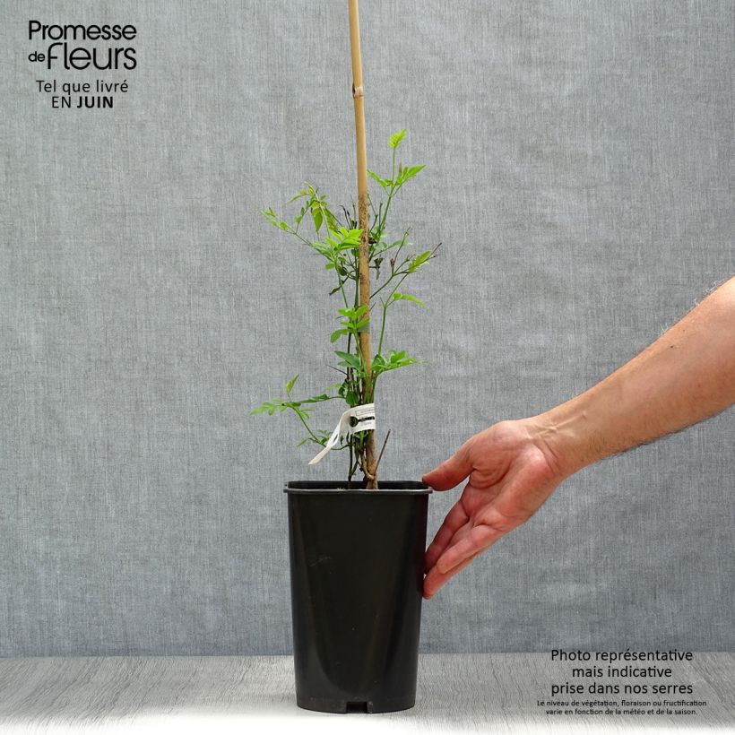 Amostra de Jasminum grandiflorum Vaso de 2 L/3 L tal como entregue no verão