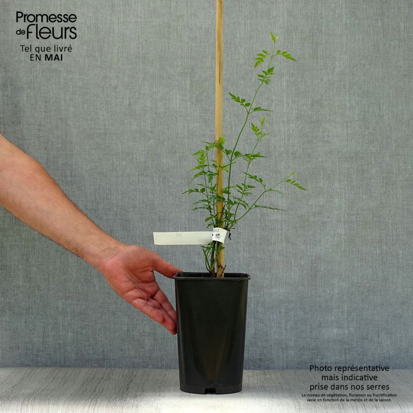 Amostra de Jasminum grandiflorum Vaso de 2 L/3 L tal como entregue na primavera