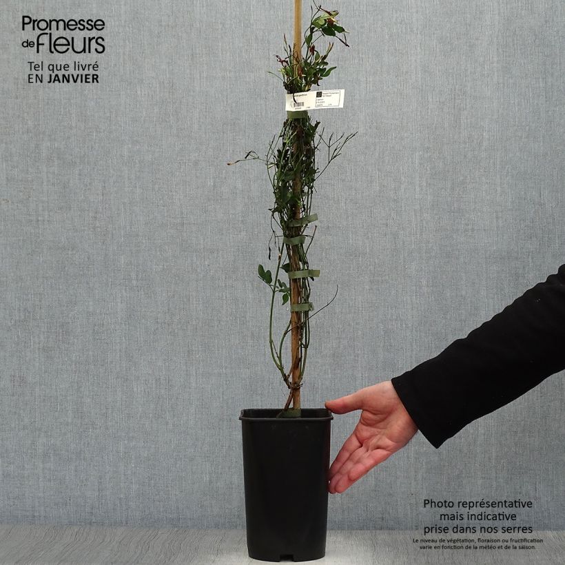 Amostra de Jasmin d'Espagne - Jasminum grandiflorum Vaso de 2 L/3 L tal como entregue no inverno