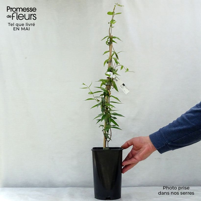 Amostra de Gelsemium sempervirens Vaso de 2 L/3 L tal como entregue na primavera