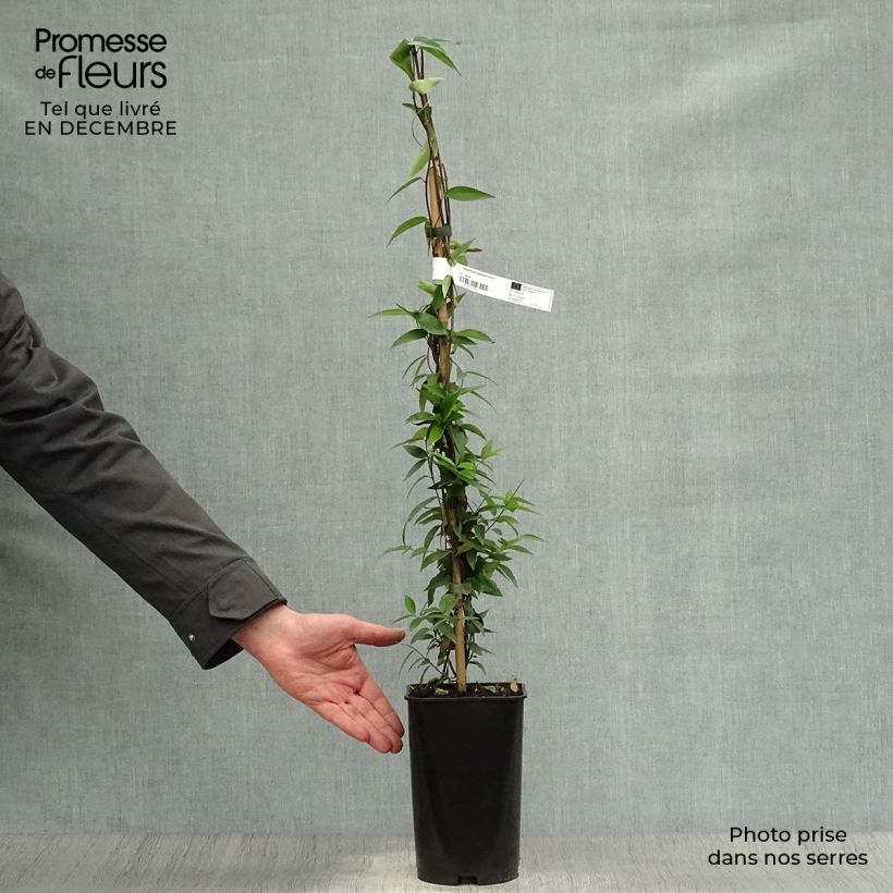 Amostra de Jasmin de Virginie - Gelsemium sempervirens Vaso de 2 L/3 L tal como entregue no inverno