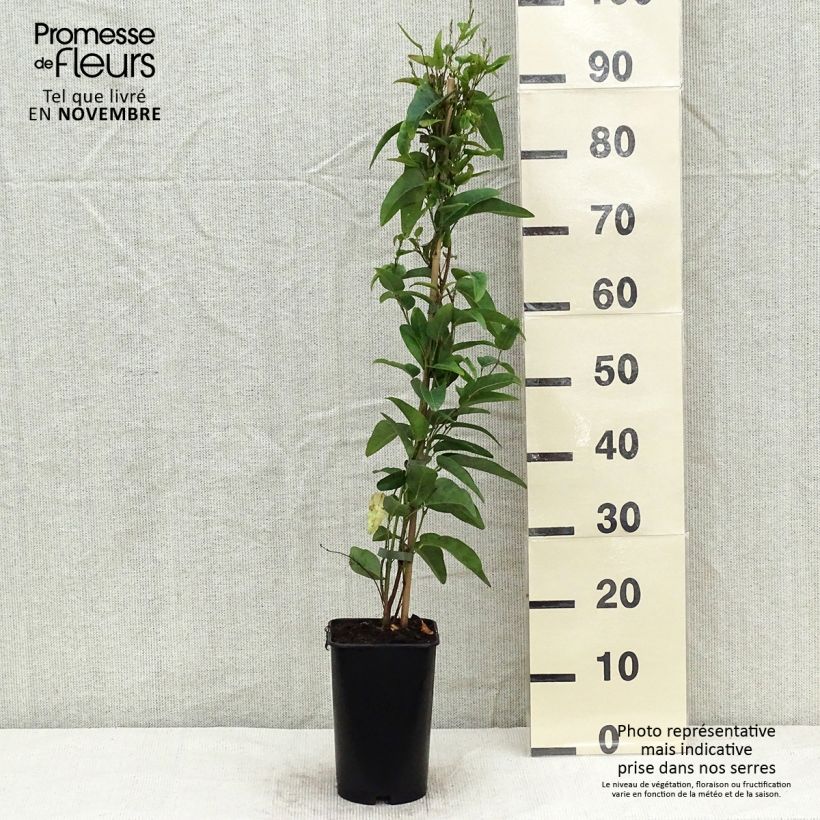 Amostra de Gelsemium sempervirens Vaso de 2 L/3 L tal como entregue no outono