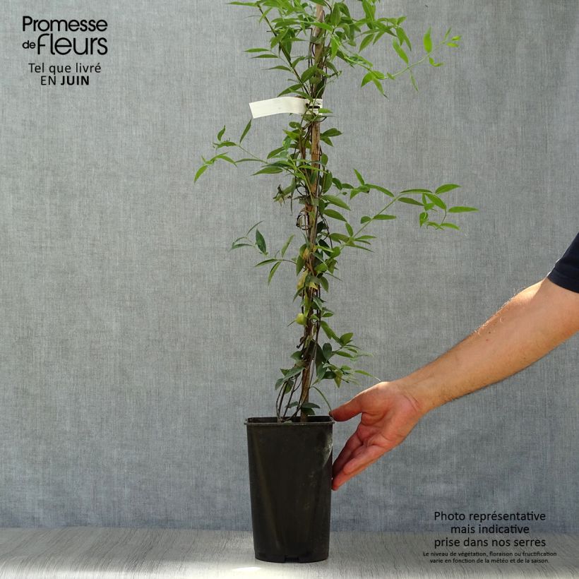 Amostra de Gelsemium sempervirens Vaso de 2 L/3 L tal como entregue no verão