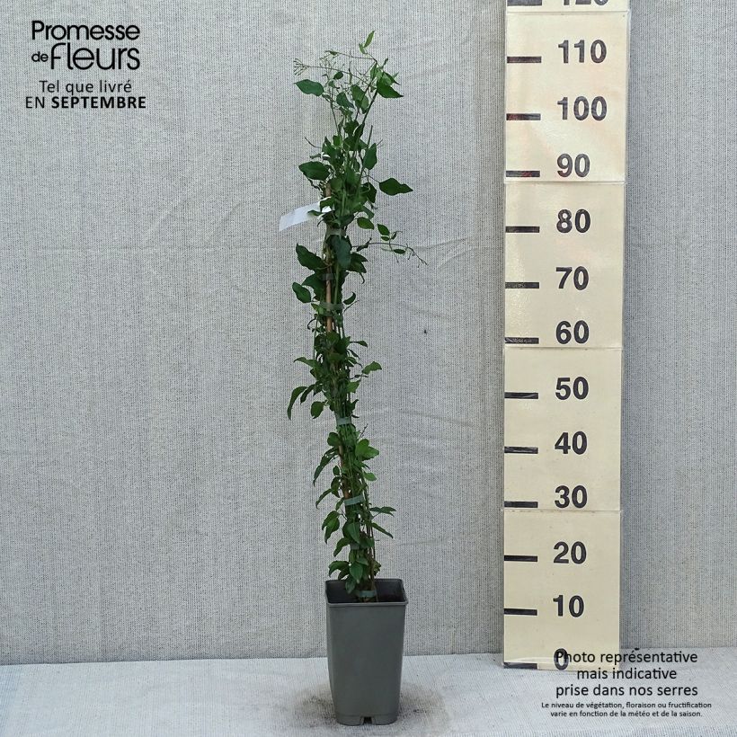 Amostra de Jasminum azoricum Vaso de 2 L/3 L tal como entregue no verão