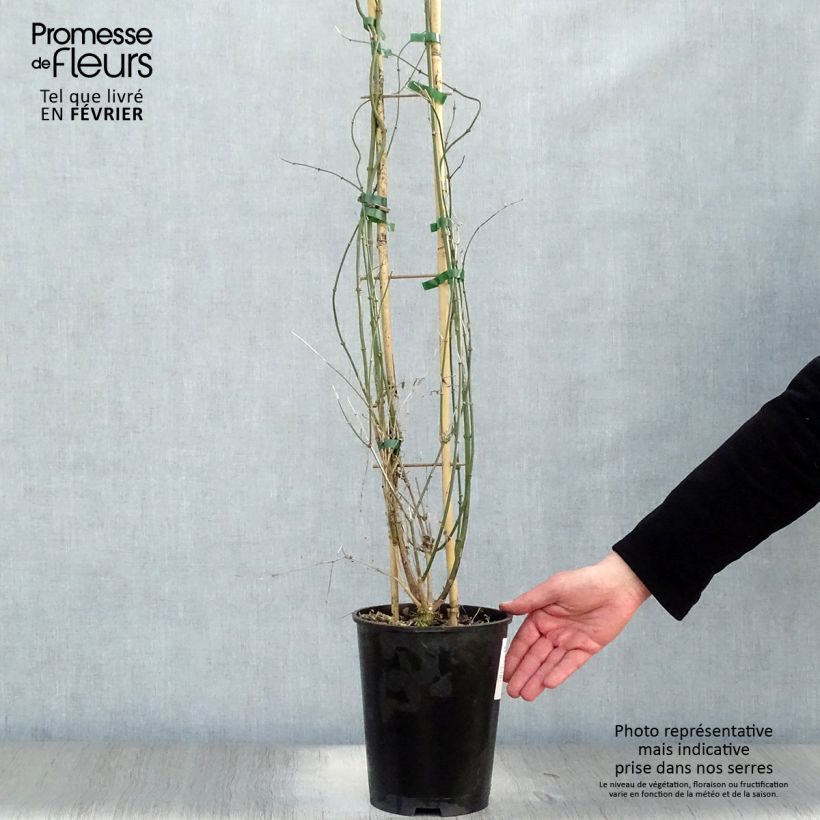 Amostra de Jasminum nudiflorum Vaso de 2 L/3 L tal como entregue no inverno